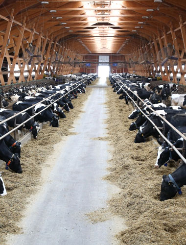 Industria agricola e bestiame